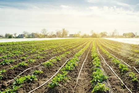 drip irrigation installed in Adelaide's farm